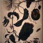 Les Illustrations de Veranderingen du Surinam