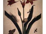 Illustrations Veranderingen Surinam