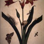 Les Illustrations de Veranderingen du Surinam