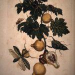 Les Illustrations de Veranderingen du Surinam