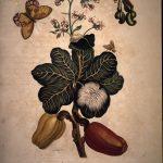 Les Illustrations de Veranderingen du Surinam