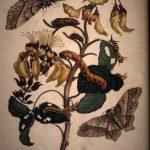 Les Illustrations de Veranderingen du Surinam