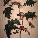 Les Illustrations de Veranderingen du Surinam