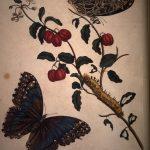 Les Illustrations de Veranderingen du Surinam