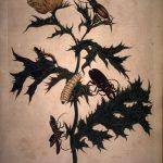 Les Illustrations de Veranderingen du Surinam