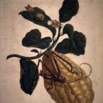 Les Illustrations de Veranderingen du Surinam