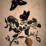 Les Illustrations de Veranderingen du Surinam