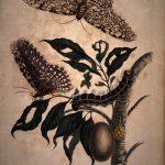 Les Illustrations de Veranderingen du Surinam