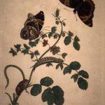 Les Illustrations de Veranderingen du Surinam