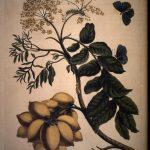 Les Illustrations de Veranderingen du Surinam