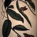 Les Illustrations de Veranderingen du Surinam