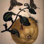 Les Illustrations de Veranderingen du Surinam