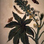 Les Illustrations de Veranderingen du Surinam