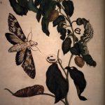 Les Illustrations de Veranderingen du Surinam