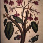 Les Illustrations de Veranderingen du Surinam