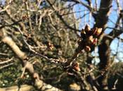 Bourgeon affrontement jardinier