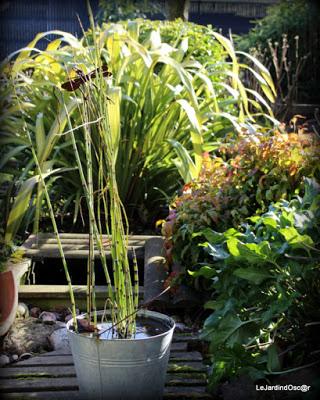 Prémices d'un printemps retrouvé...