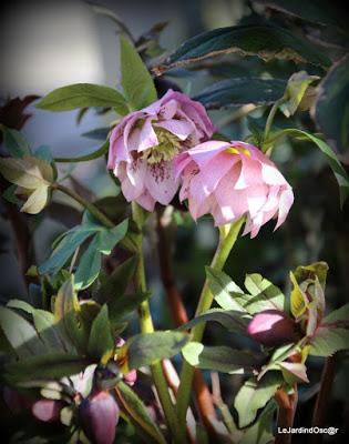 Prémices d'un printemps retrouvé...