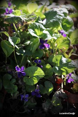 Prémices d'un printemps retrouvé...