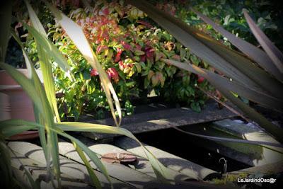 Prémices d'un printemps retrouvé...