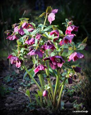 Prémices d'un printemps retrouvé...