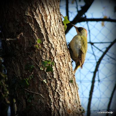 Prémices d'un printemps retrouvé...