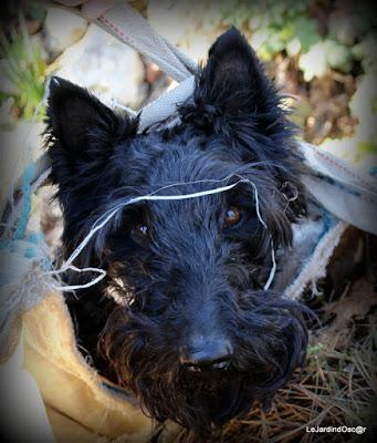 Prémices d'un printemps retrouvé...