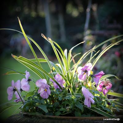 Prémices d'un printemps retrouvé...