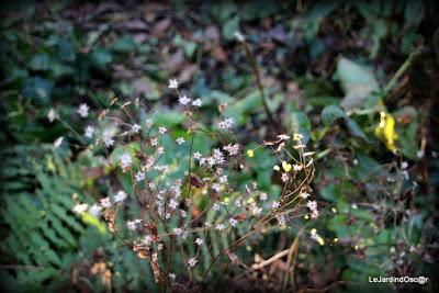 Prémices d'un printemps retrouvé...