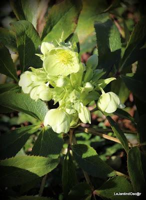 Prémices d'un printemps retrouvé...