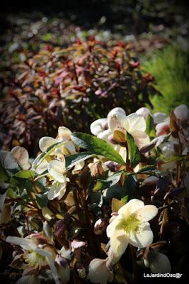 Prémices d'un printemps retrouvé...