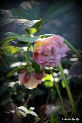 Prémices d'un printemps retrouvé...