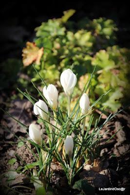 Prémices d'un printemps retrouvé...