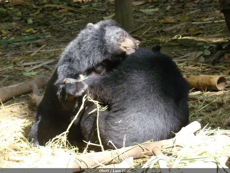 Khao Yai, un ours en route vers la libeté meurt en tombant de l'helicoptére