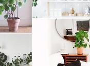 it-plants phénomène déco moment