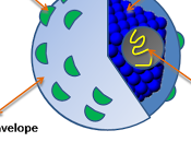 #thelancetgastroenterologyandhepatology #VHC #VIH #ledipasvir #sofosbuvir Ledipasvir-sofosbuvir période semaines pour traitement l’infection aigue virus génotype l’hépatite chez patients co-infectés v...