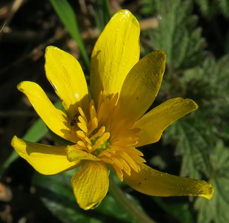 Ficaire (Ranunculus ficaria)