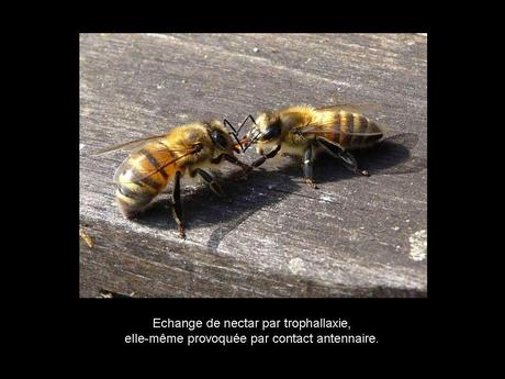 Divers - Les abeilles - 1