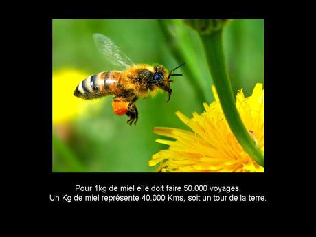 Divers - Les abeilles - 1