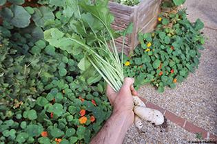 ‘Les Conseils Jardin de Françoise’, la Permaculture adaptée au jardinage !