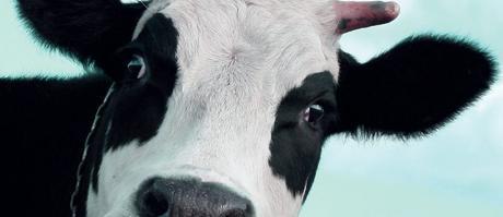 Les 10 mythes de l’industrie laitière
