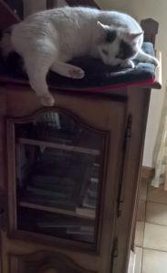 Haïkus 32 : mon chien, mon meilleur ami