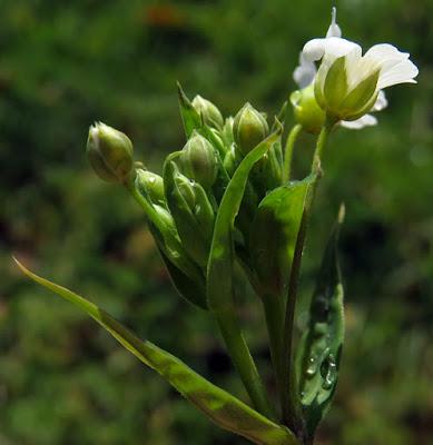 Stellaire holostée (Stellaria holostea)