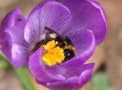 Bombus terrestris peut-il faire