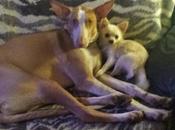 article assez complet Podencos grandes oreilles, grands oubliés lévriers