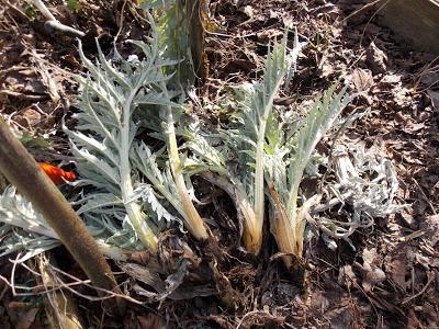 Au jardin, diviser pour mieux régner