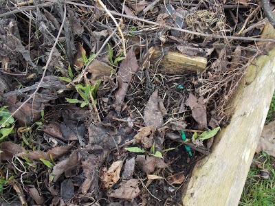 Au jardin, diviser pour mieux régner