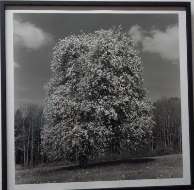 Simone Kappeler « Fleur »