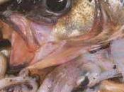 Verrine mérou crevettes