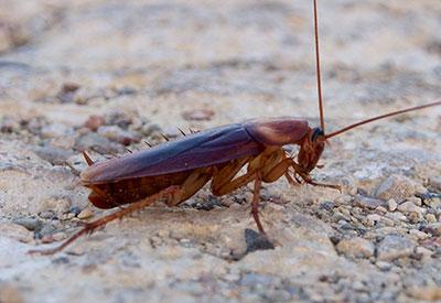 A photograph of an American cockroach, the species used in the study